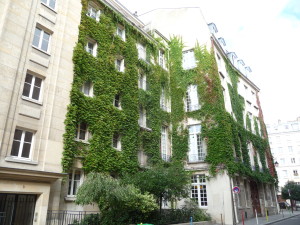 Ok.  Here's a building with ivy growing up the whole facade.  I took this photo for a friend who is a landscape architect.