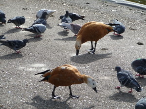 French ducks.  Also known as "canards."  And if you're in a good restaurant, also known as "delicious."