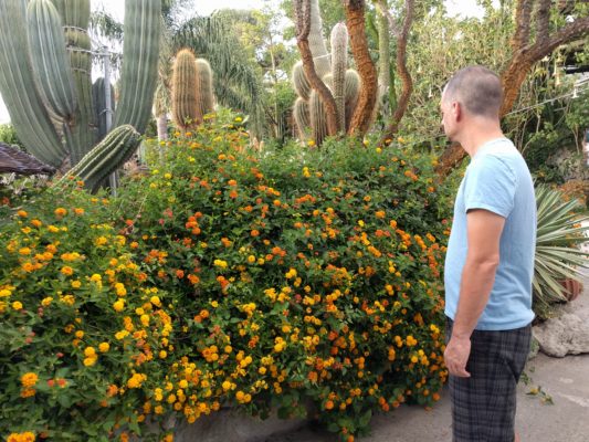 Lantana flowers - you also find these all over Atlanta