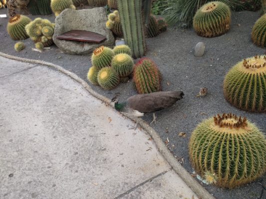 A pea hen with one of her chicks following behind her