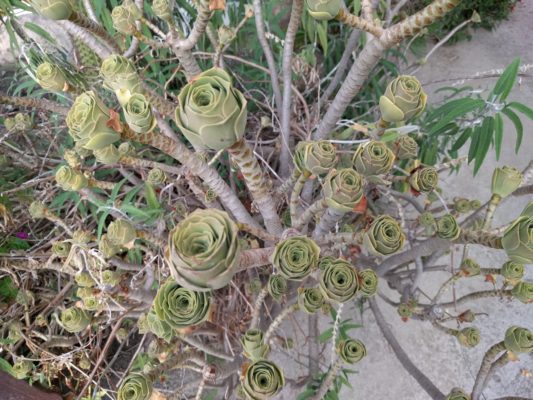 Succulent that looks like artichokes