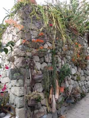 A pretty wall of succulents