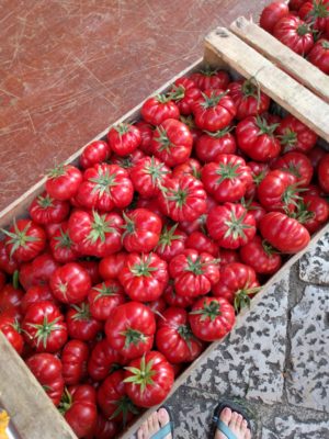 Tomatoes for sale