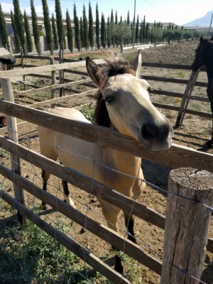 A curious pony