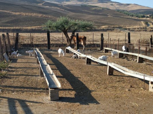 Breakfast time for the goats