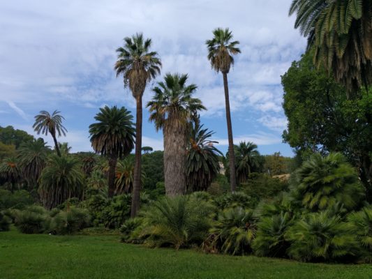 View of the palm tree section of the gardens