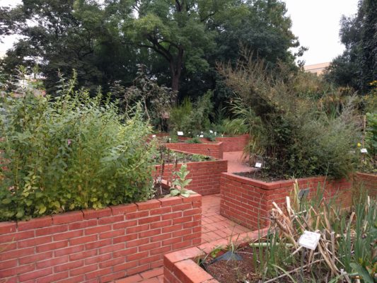 The "medicinal garden" section included many interesting plants