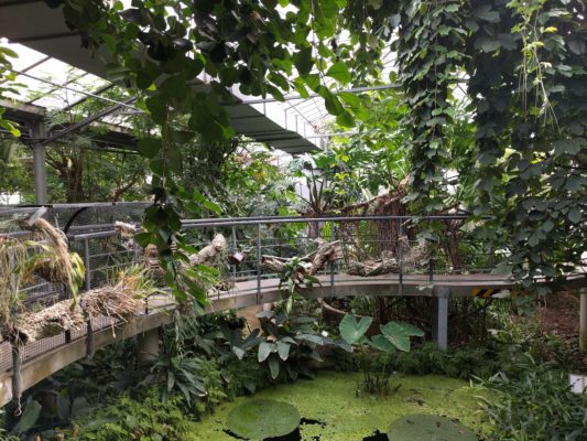 The tropical plants greenhouse had an elevated walkway that offered an interesting perspective on the vegetation