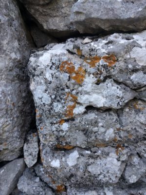 A close-up of rocks and lichen