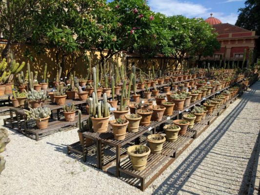 Cactus Row