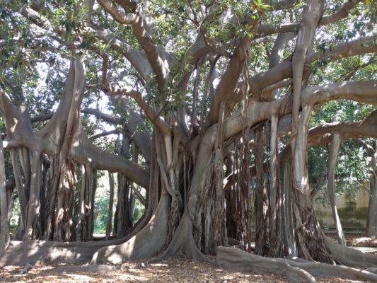 This is one, single ficus tree. Seriously. I know, right?