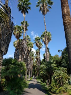 Stately palm trees