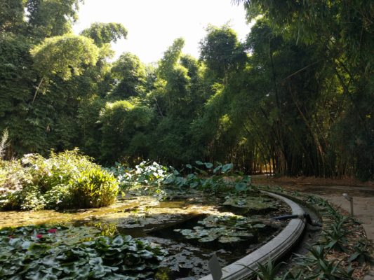 Pond with bamboo in the background