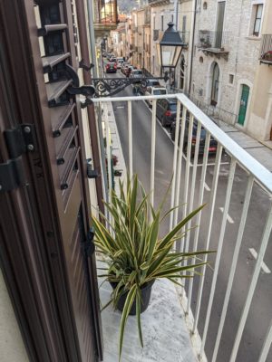 our spiky plant on the front balcony