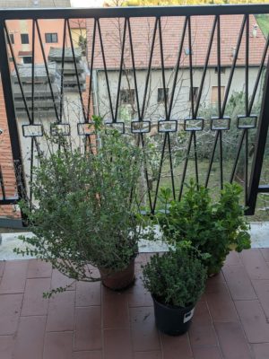 our herbs will live on the back balcony where they will get more sun