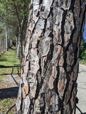 close-up of the bark of the pine trees on the path up to the castle - the bark is thick and very three-dimensional