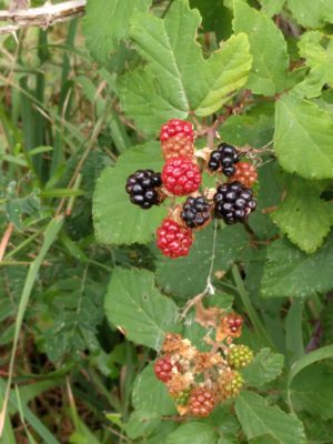 Speaking of foraging, wild blackberries where in season when we were last there