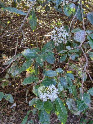 This species of flower is critically endangered and is only found on the mountain near the castle, it is found nowhere else in the world