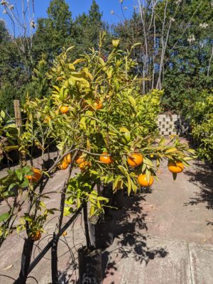 citrus trees