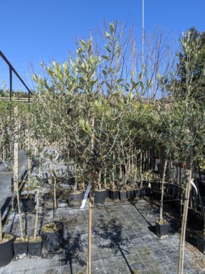 olive trees at the nursery