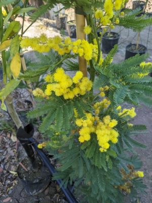 pretty flowers on this little tree