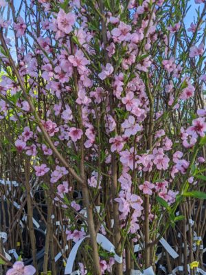 pretty flowers on this tree