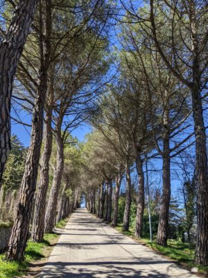 The tree-lined path up to the castle