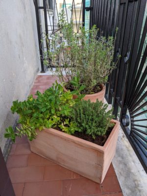 herbs on our back balcony which gets more sun