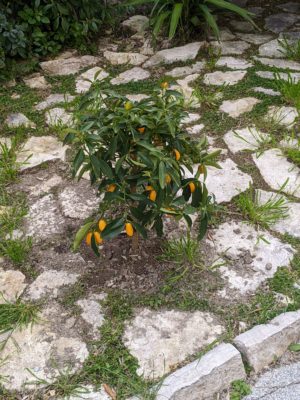 this little citrus bush was recently planted, we just noticed it today