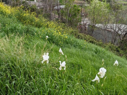 we've seen a lot of irises here, many of which seem to be just out in the wild