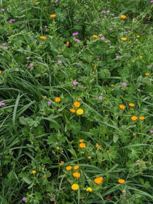 these little wildflowers are cute