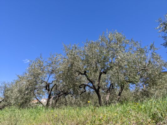 you can find olive trees all over the place here