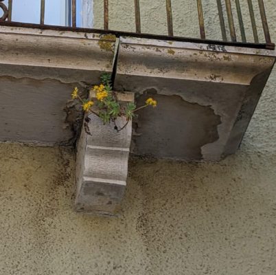 I noticed these flowers growing out of a balcony support