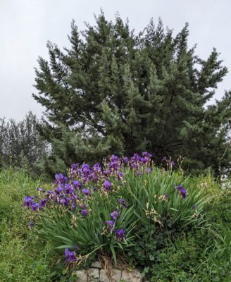 Irises in the wild