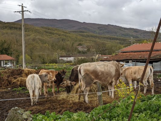 curious cows