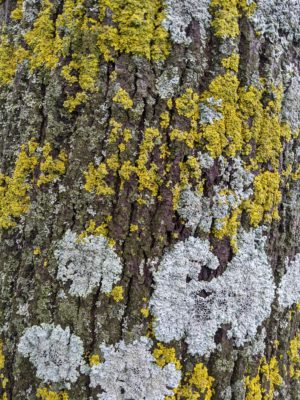 lichen on tree bark