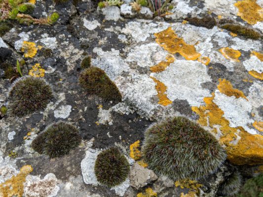 lichen and moss on rocks