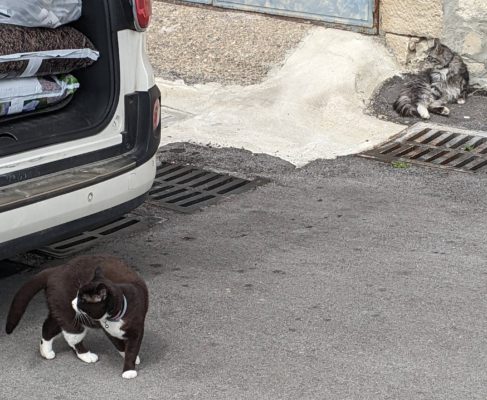 these two cats were supervising our neighbor as she was unloading the car