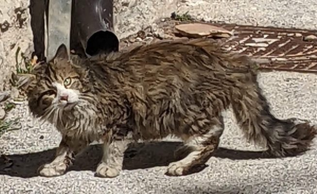 this cat has a permanent crick in its neck and looks perpetually curious