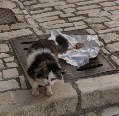 someone put out some food for this cat