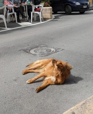 there is so little traffic in this village that this dog decided to relax in the street