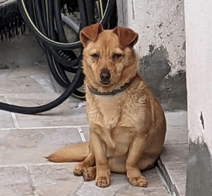 this little dog is quite shy but always watches us when we walk by his house - today he saw us and started squeaking a "hello"