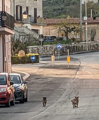 these two little dogs run around the village together having the time of their lives