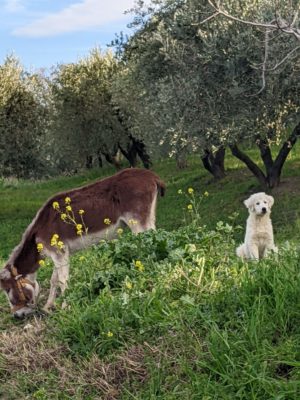 the donkey just outside of the village with his friend the white puppy