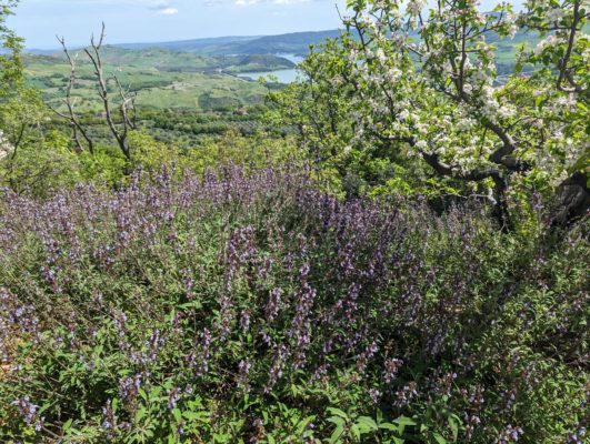 Wild rosemary blooming with purple flowers