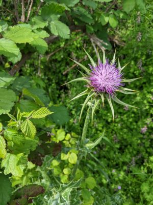 I think this is a type of thistle