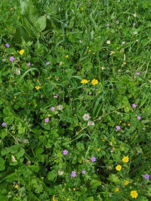 a mix of tiny flowers in a variety of colors