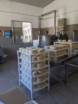 freshly made cheese behind the sales counter