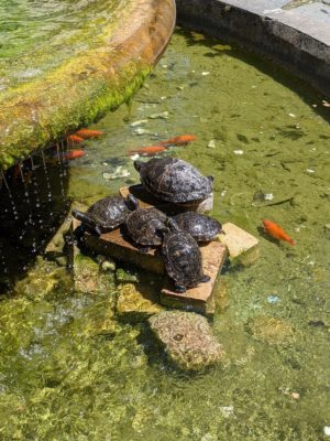 I saw this turtle pile in a fountain and thought it was a sculpture - nope!