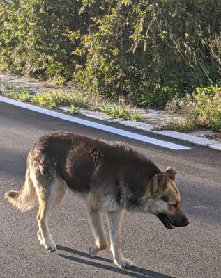 a sweet walking companion